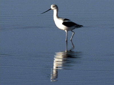 American Avocet