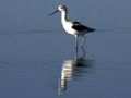 Am. Avocet