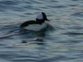 Bufflehead