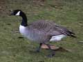 Canada Goose