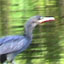 Smitty's Birding Page