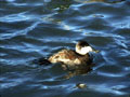 Ruddy Duck