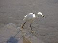 Snowy Egret