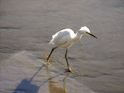 Snowy Egret