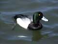 Greater Scaup