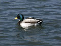 Mallard