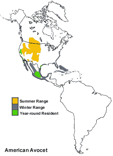 American Avocet Range Map