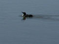 Marbled Murrelet
