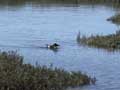 Marbled Murrelet