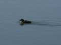 Marbled Murrelet