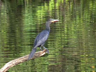 Neotropic Cormorant