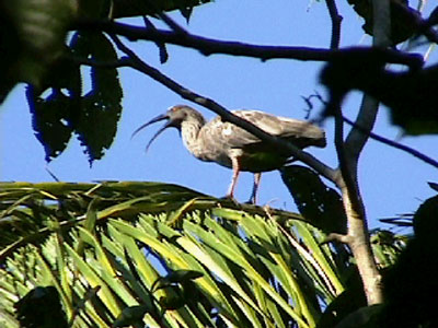 Plumbeous Ibis