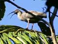 Plumbeous Ibis