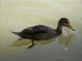 Speckled Teal